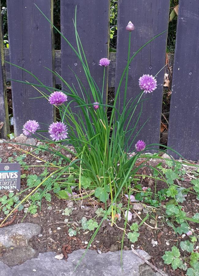 Five Ferns House Bed & Breakfast Westport Bagian luar foto
